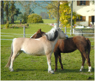 Heilpädagogischer Reiterhof Courage